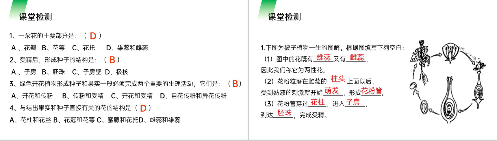 《开花和结果》人教版七年级初一生物上册PPT课件-12