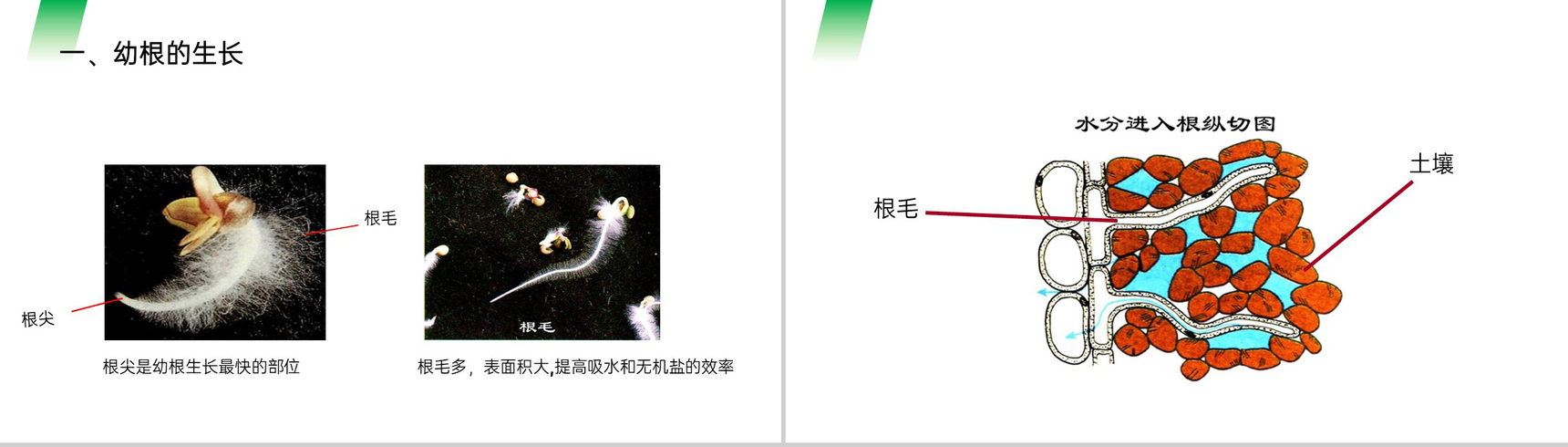 《植株的生长》人教版七年级初一生物上册PPT课件-2