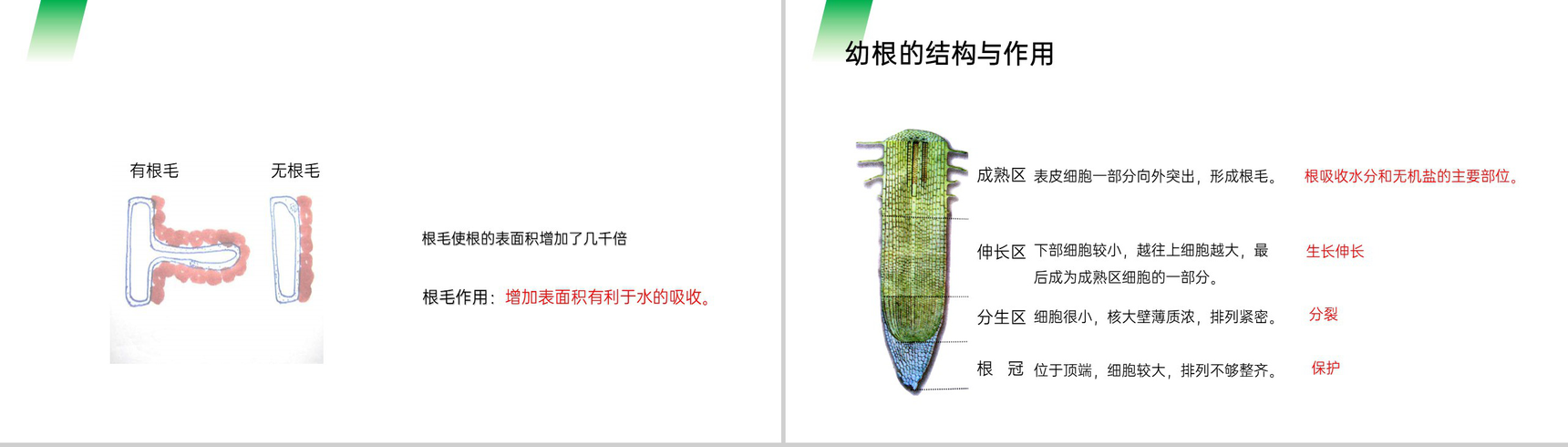 《植株的生长》人教版七年级初一生物上册PPT课件-3