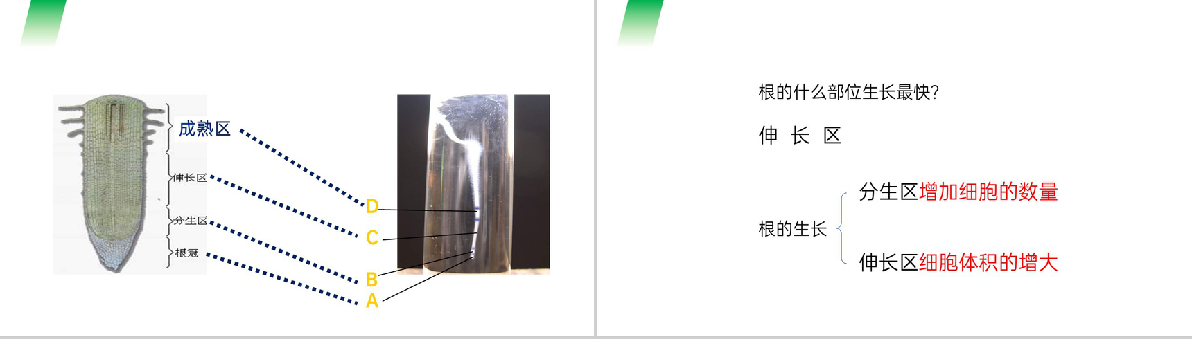 《植株的生长》人教版七年级初一生物上册PPT课件-4