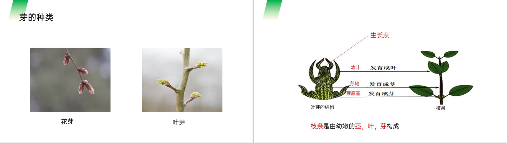 《植株的生长》人教版七年级初一生物上册PPT课件-6