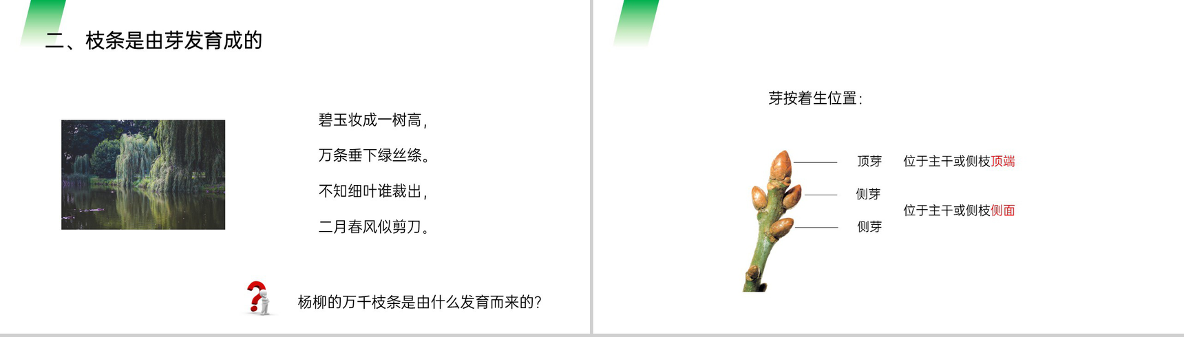 《植株的生长》人教版七年级初一生物上册PPT课件-5