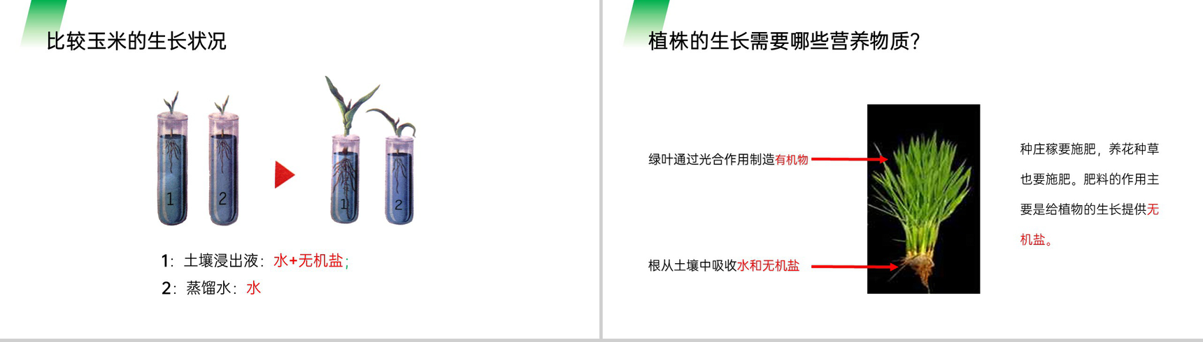 《植株的生长》人教版七年级初一生物上册PPT课件-8