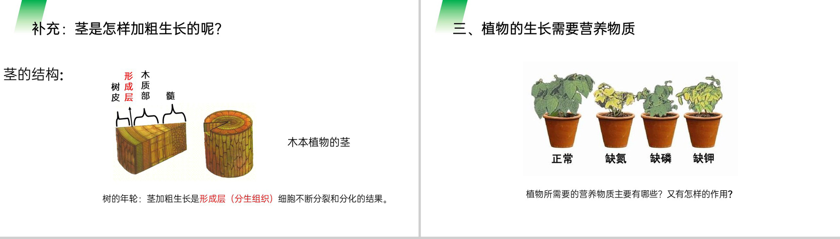 《植株的生长》人教版七年级初一生物上册PPT课件-7