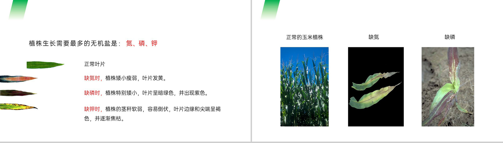 《植株的生长》人教版七年级初一生物上册PPT课件-9