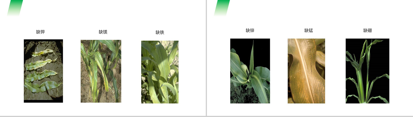 《植株的生长》人教版七年级初一生物上册PPT课件-10