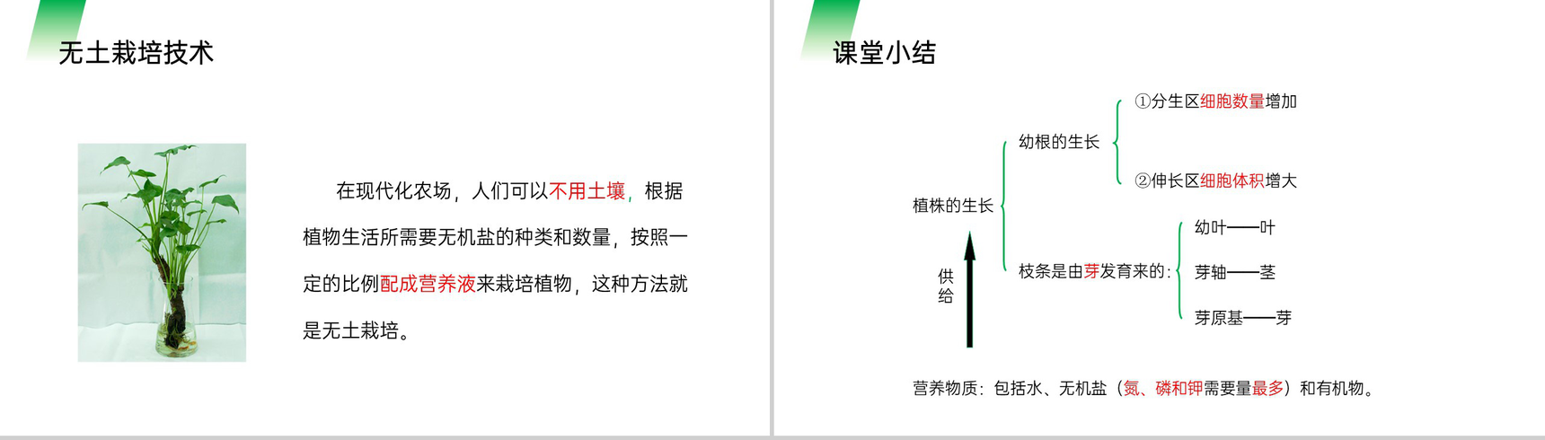 《植株的生长》人教版七年级初一生物上册PPT课件-12