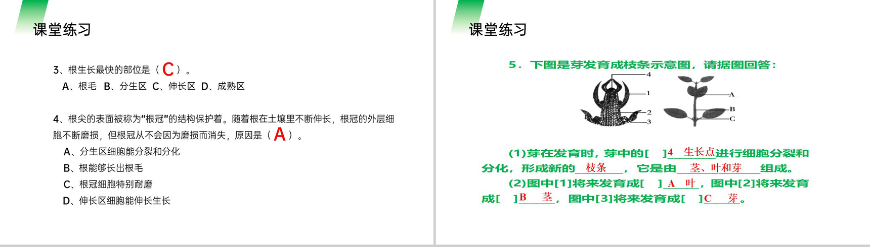 《植株的生长》人教版七年级初一生物上册PPT课件-14