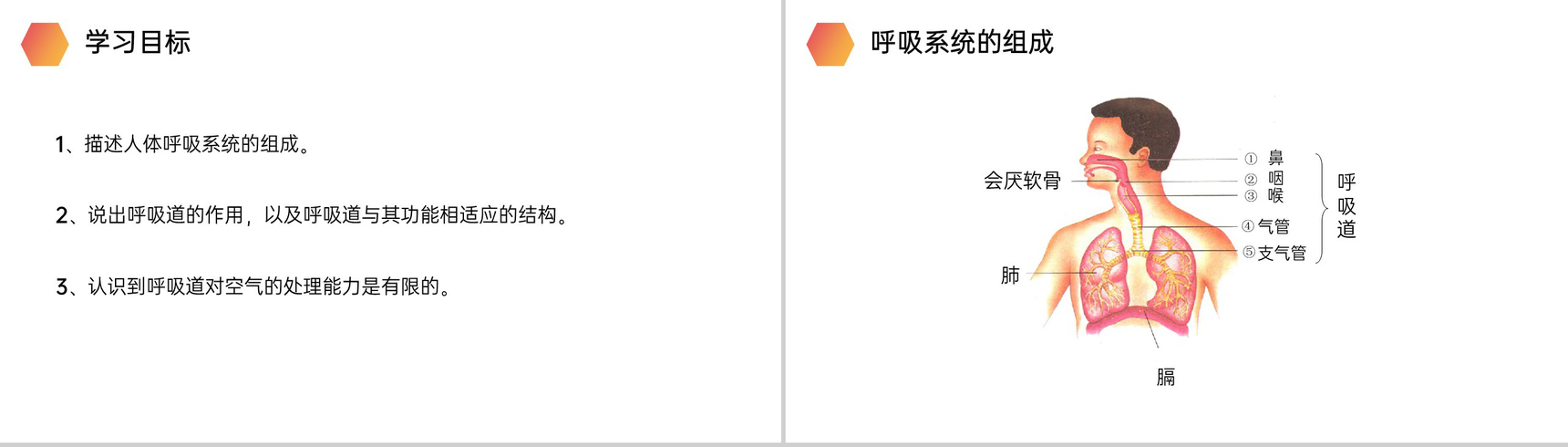 《呼吸道对空气的处理》人教版生物七年级初一下册PPT课件-3