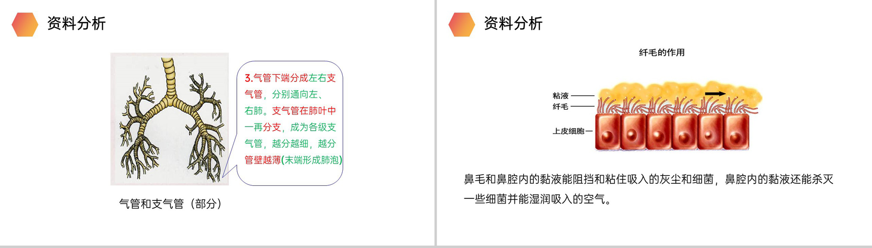 《呼吸道对空气的处理》人教版生物七年级初一下册PPT课件-5