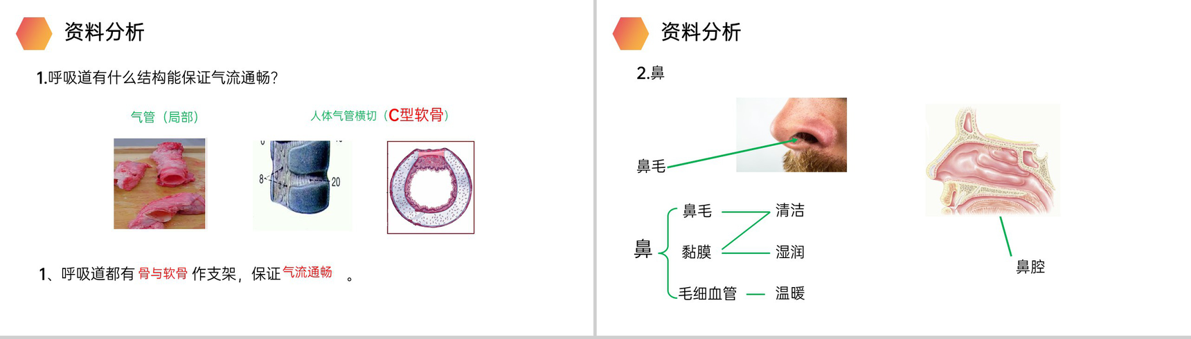 《呼吸道对空气的处理》人教版生物七年级初一下册PPT课件-4