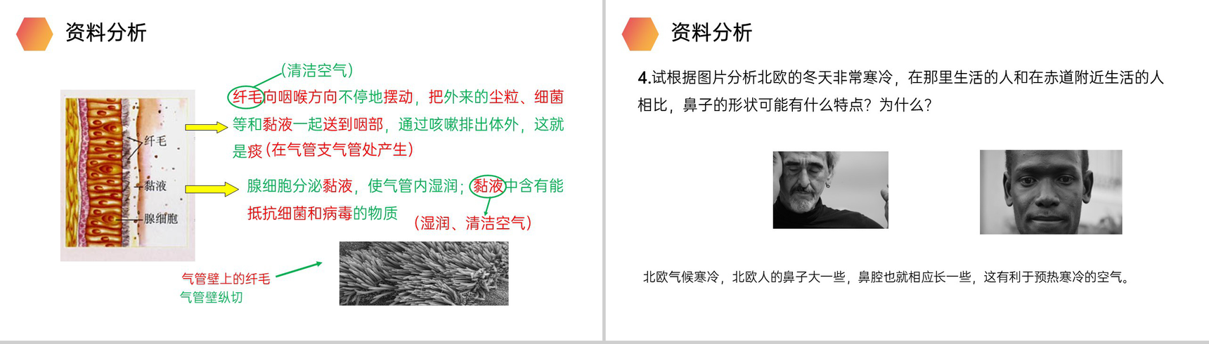 《呼吸道对空气的处理》人教版生物七年级初一下册PPT课件-6