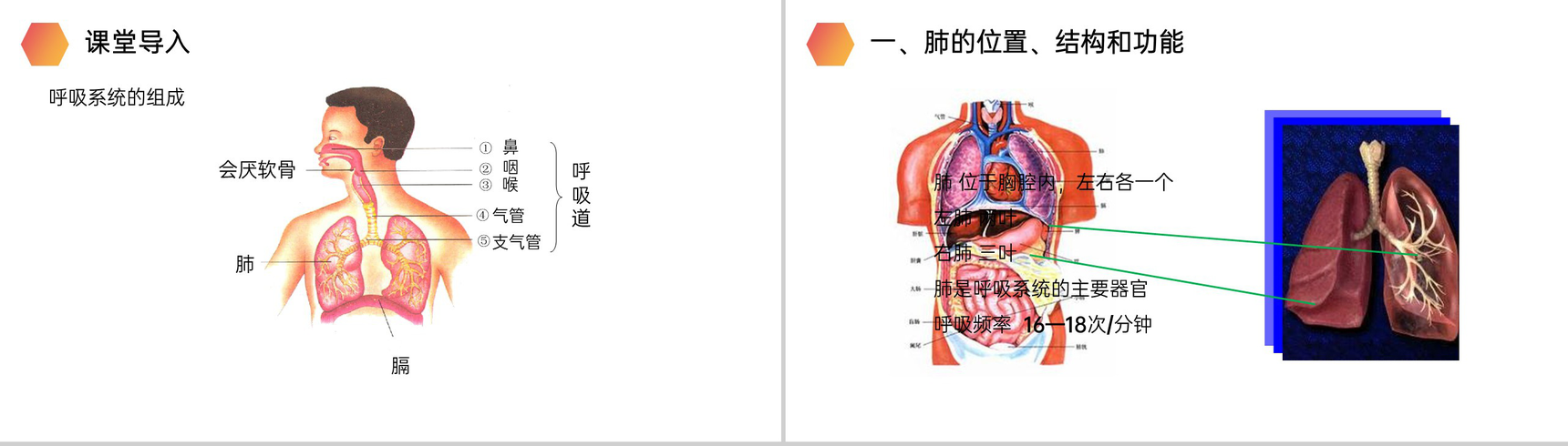 《发生在肺内的气体交换》人教版生物七年级初一下册PPT课件-3