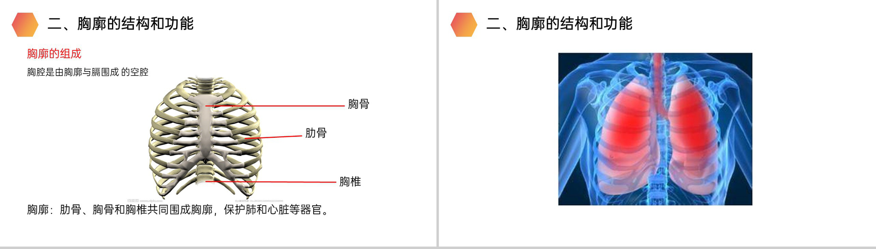 《发生在肺内的气体交换》人教版生物七年级初一下册PPT课件-4