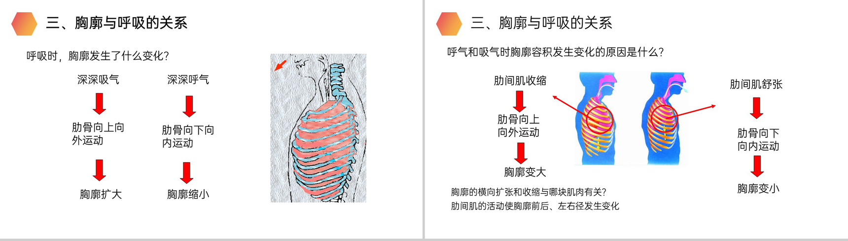 《发生在肺内的气体交换》人教版生物七年级初一下册PPT课件-7