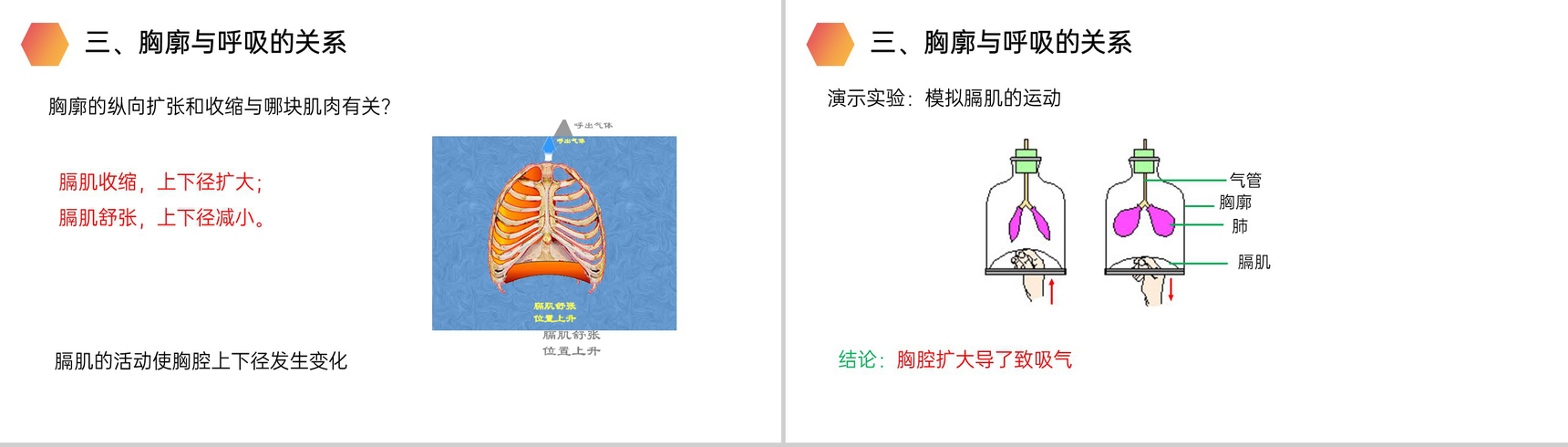 《发生在肺内的气体交换》人教版生物七年级初一下册PPT课件-8