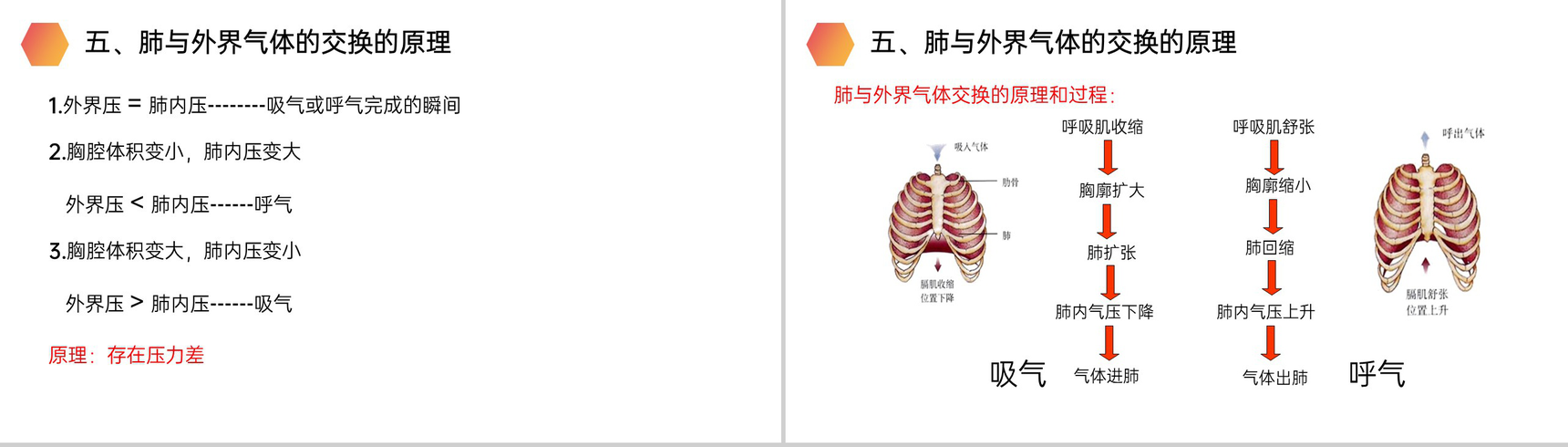 《发生在肺内的气体交换》人教版生物七年级初一下册PPT课件-10
