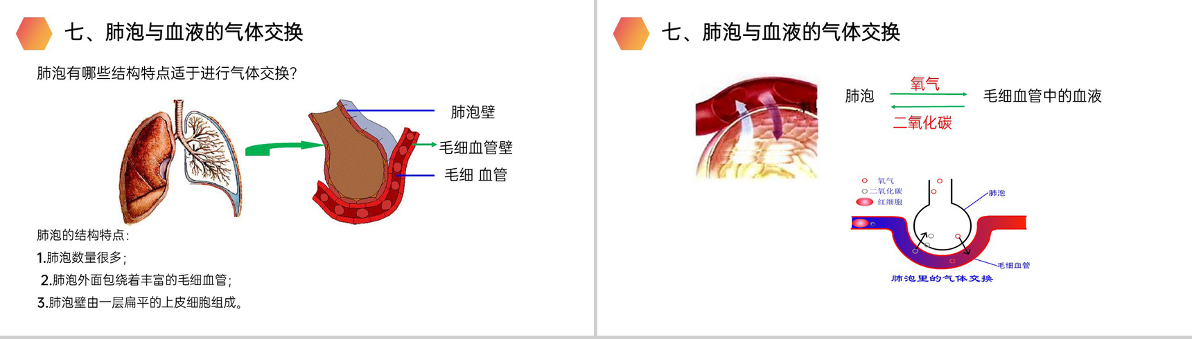 《发生在肺内的气体交换》人教版生物七年级初一下册PPT课件-12