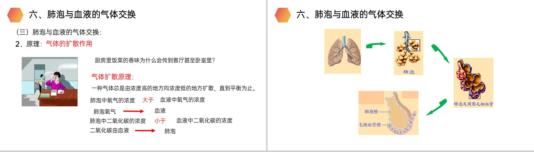 《发生在肺内的气体交换》人教版生物七年级初一下册PPT课件-11