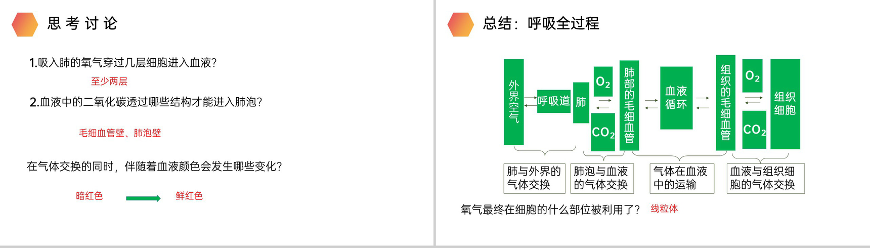 《发生在肺内的气体交换》人教版生物七年级初一下册PPT课件-13