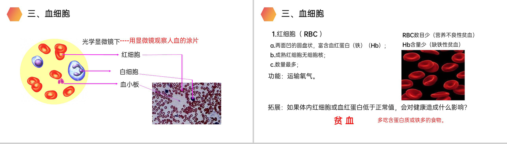 《流动的组织(血液)》人教版生物七年级初一下册PPT课件-4