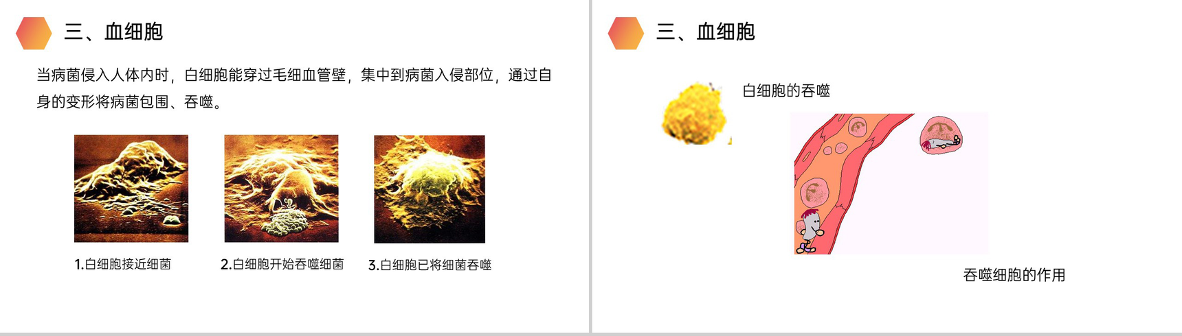《流动的组织(血液)》人教版生物七年级初一下册PPT课件-7