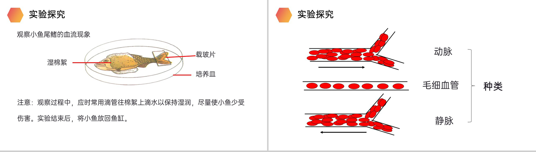 《血流的管道(血管)》人教版生物七年级初一下册PPT课件-4