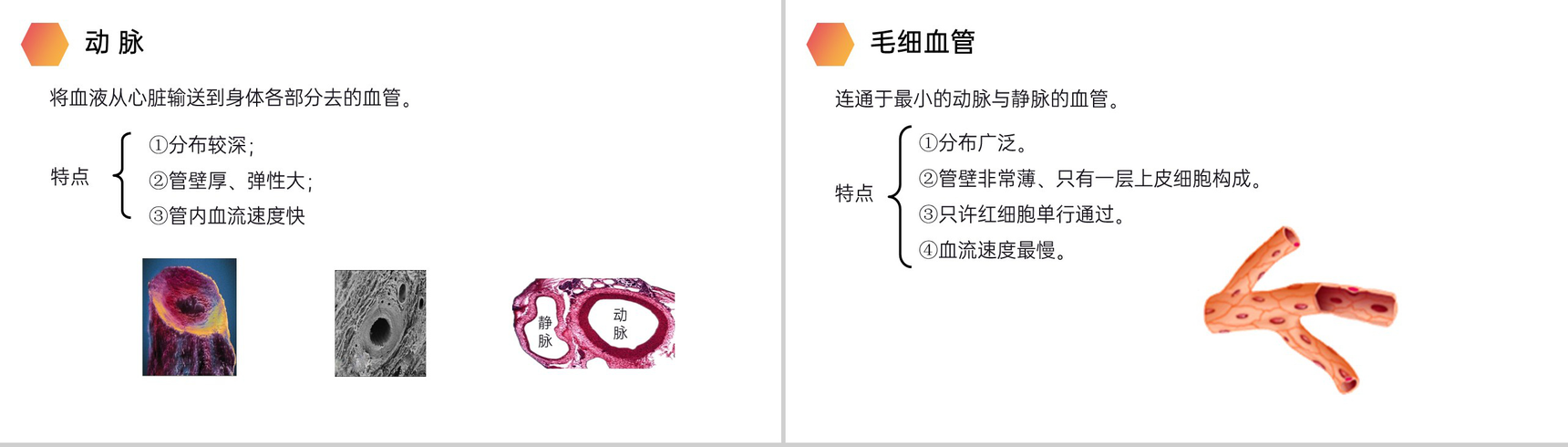 《血流的管道(血管)》人教版生物七年级初一下册PPT课件-5