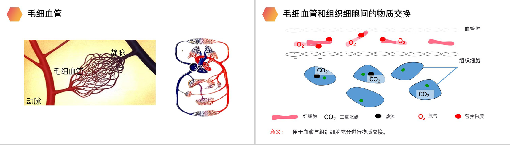《血流的管道(血管)》人教版生物七年级初一下册PPT课件-6