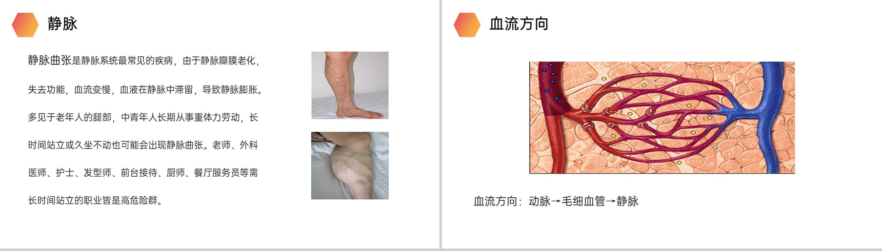 《血流的管道(血管)》人教版生物七年级初一下册PPT课件-8