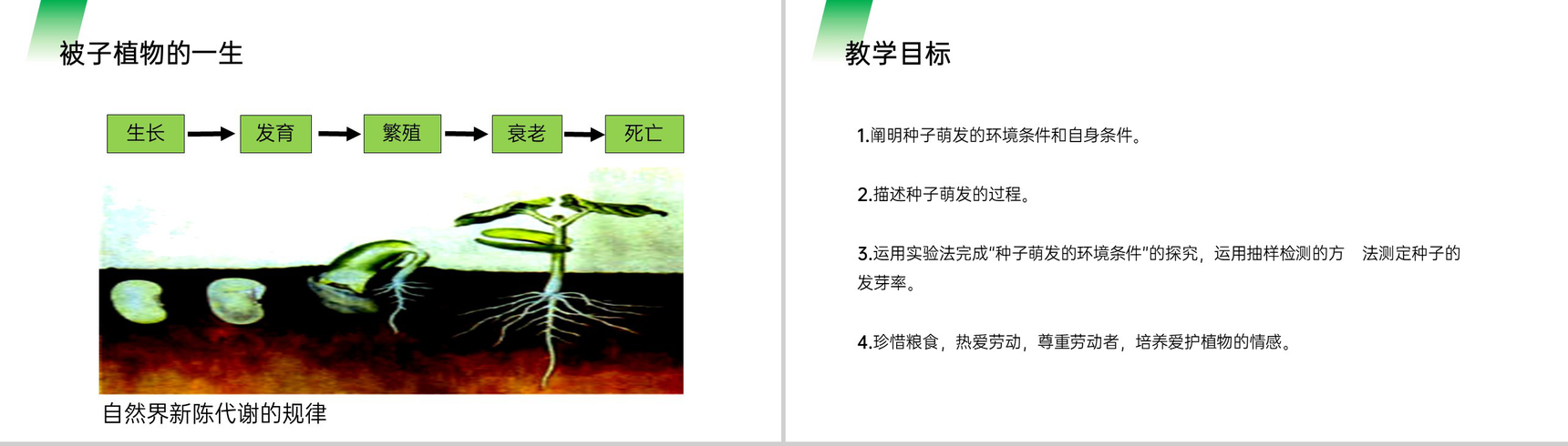 《种子的萌发》人教版七年级初一生物上册PPT课件-2