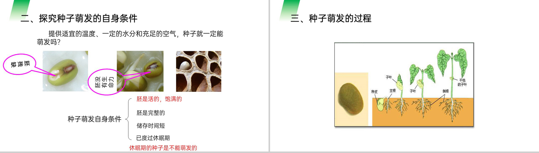 《种子的萌发》人教版七年级初一生物上册PPT课件-7