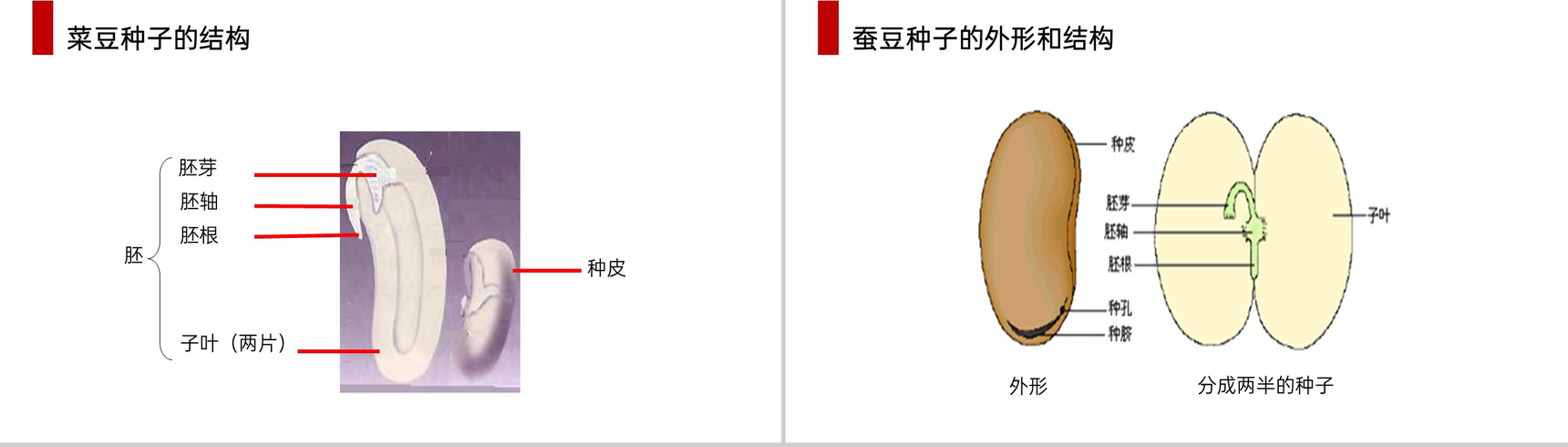《种子植物》人教版七年级初一生物上册PPT课件-3