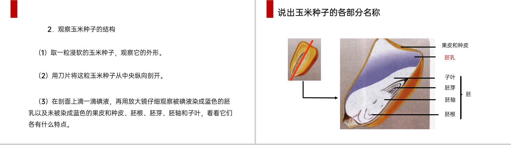 《种子植物》人教版七年级初一生物上册PPT课件-4
