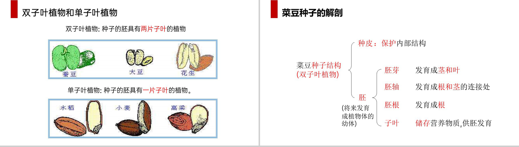 《种子植物》人教版七年级初一生物上册PPT课件-6