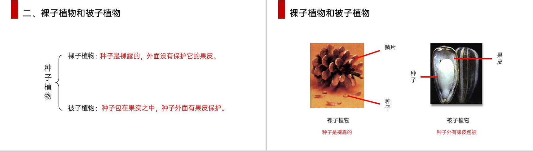 《种子植物》人教版七年级初一生物上册PPT课件-9
