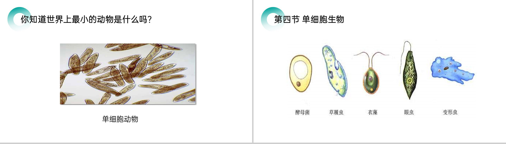 《单细胞生物》人教版七年级初一生物上册PPT课件-2
