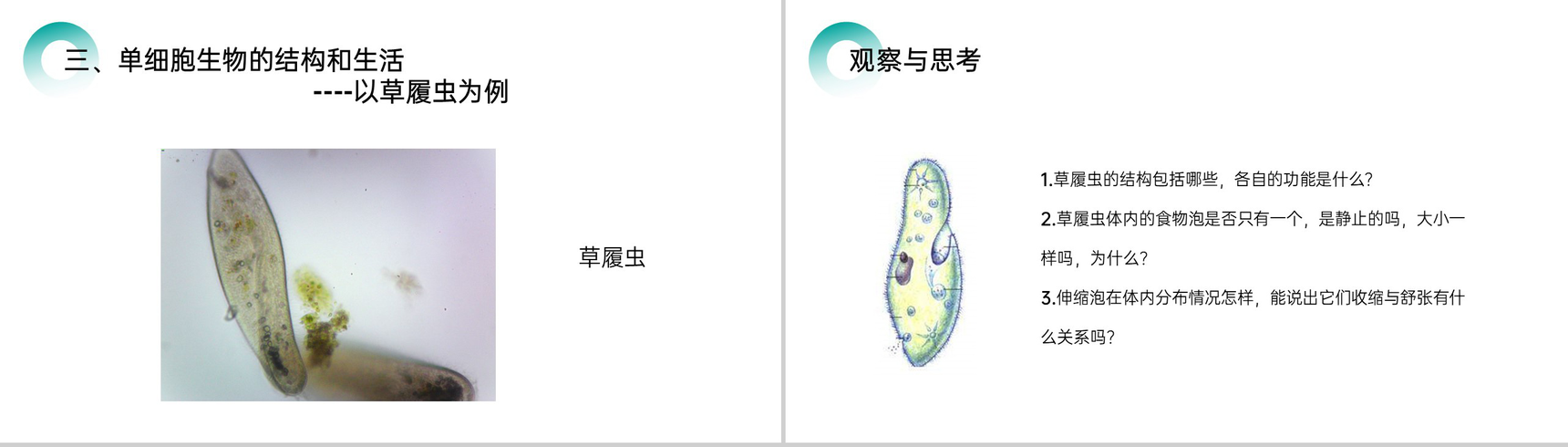 《单细胞生物》人教版七年级初一生物上册PPT课件-4