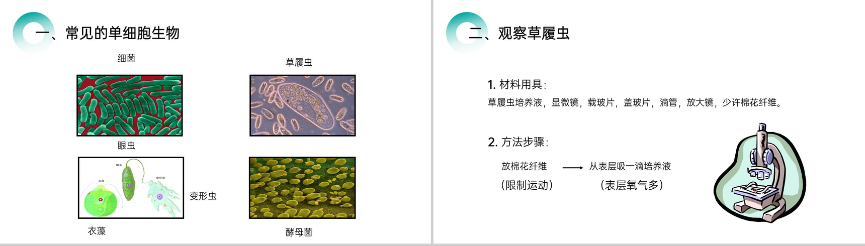 《单细胞生物》人教版七年级初一生物上册PPT课件-3