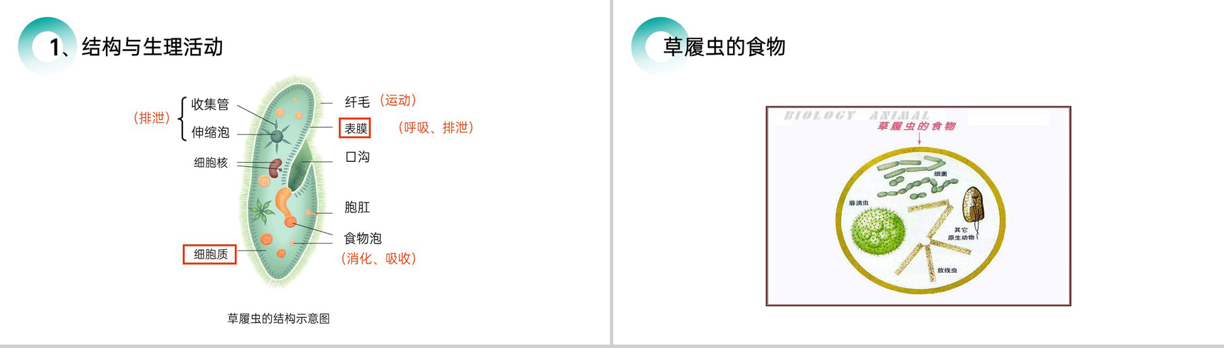《单细胞生物》人教版七年级初一生物上册PPT课件-5