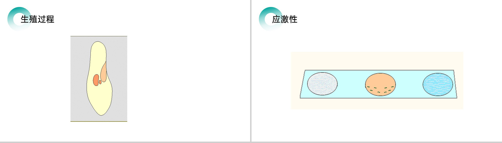 《单细胞生物》人教版七年级初一生物上册PPT课件-7