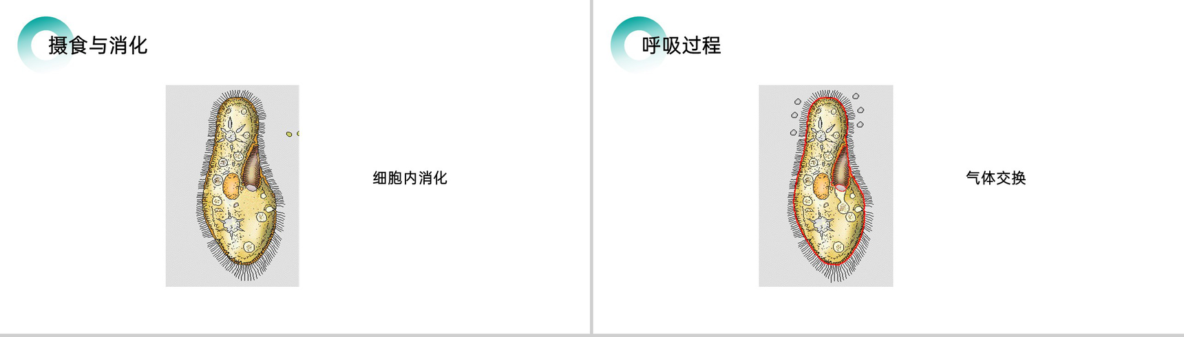 《单细胞生物》人教版七年级初一生物上册PPT课件-6