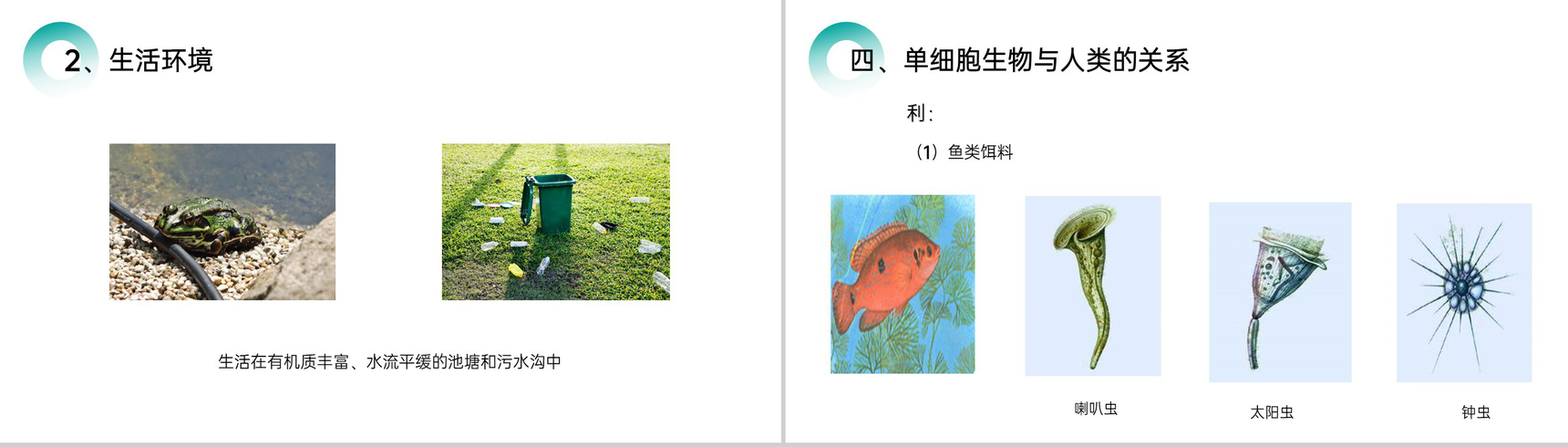 《单细胞生物》人教版七年级初一生物上册PPT课件-8