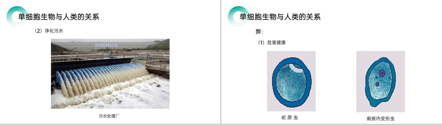 《单细胞生物》人教版七年级初一生物上册PPT课件-9