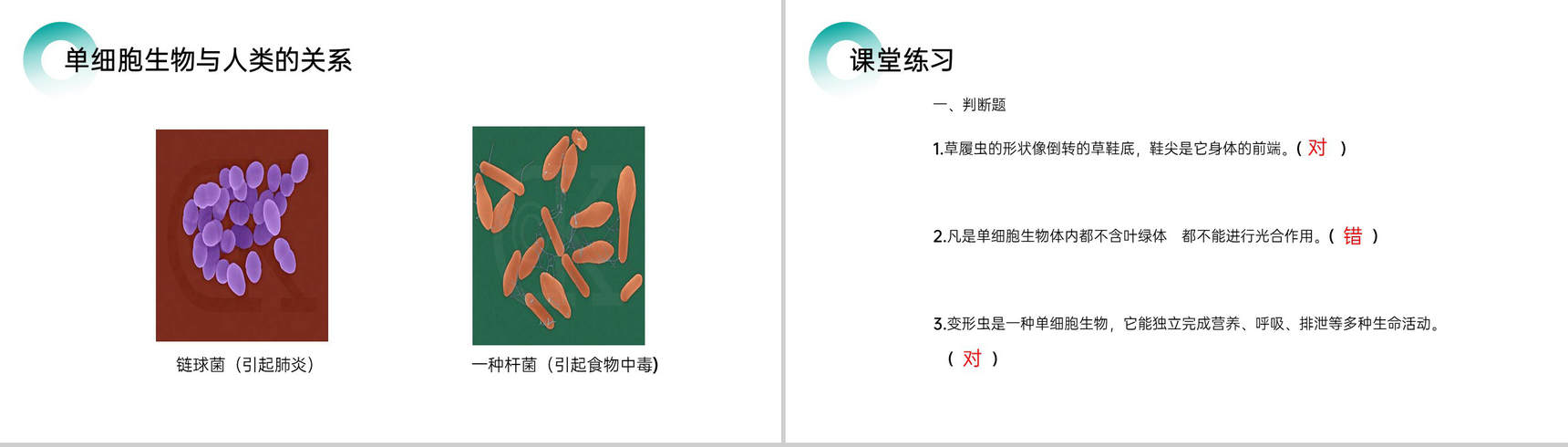 《单细胞生物》人教版七年级初一生物上册PPT课件-10
