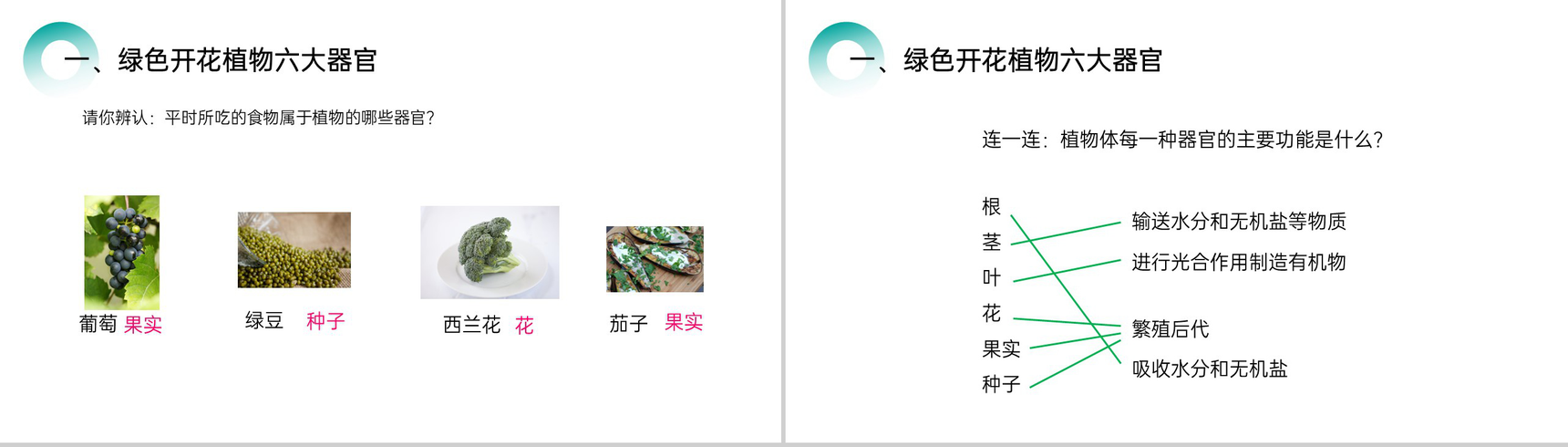 《植物体的结构层次》人教版七年级初一生物上册PPT课件-3