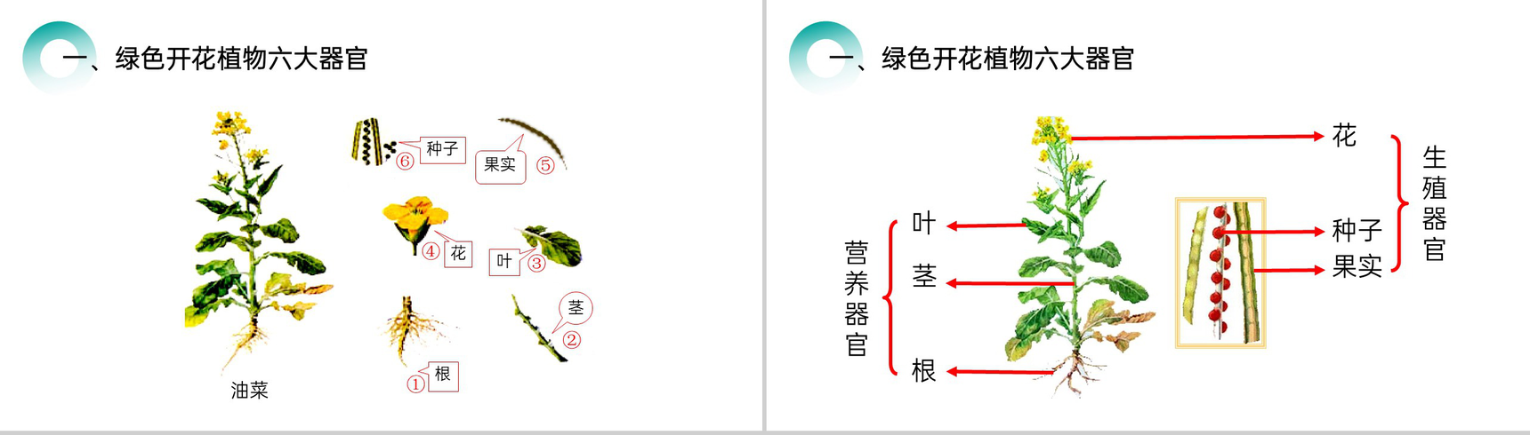 《植物体的结构层次》人教版七年级初一生物上册PPT课件-2