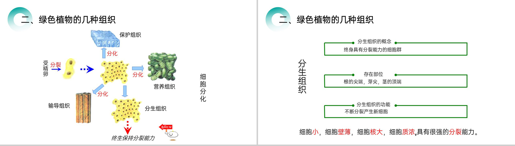《植物体的结构层次》人教版七年级初一生物上册PPT课件-4