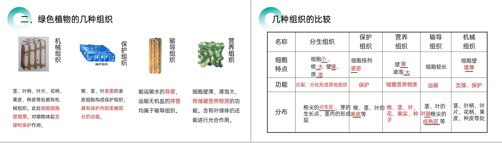 《植物体的结构层次》人教版七年级初一生物上册PPT课件-5