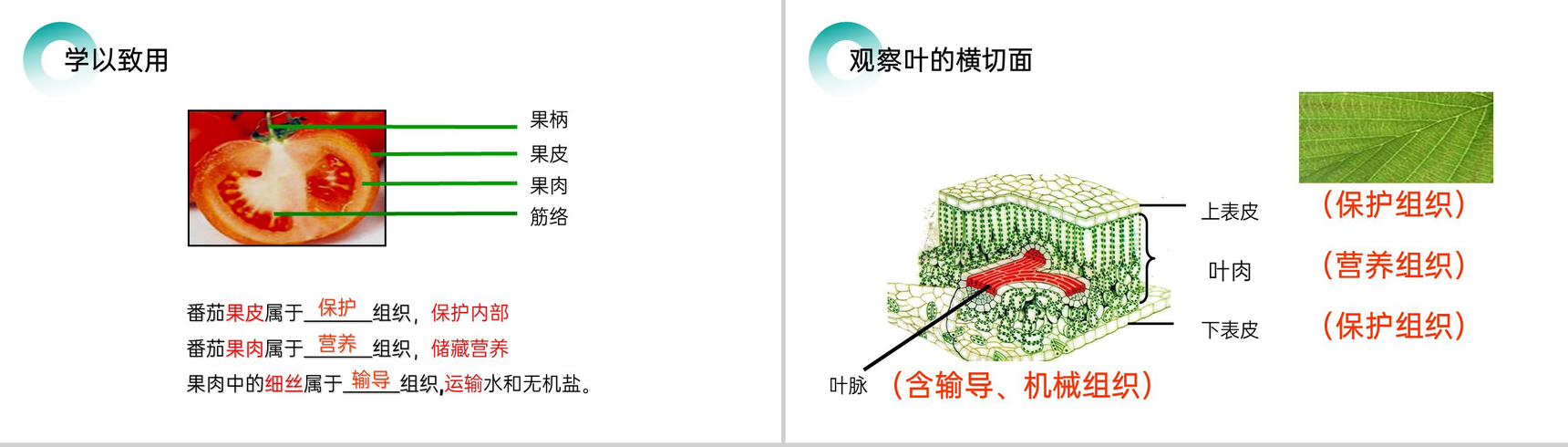 《植物体的结构层次》人教版七年级初一生物上册PPT课件-6